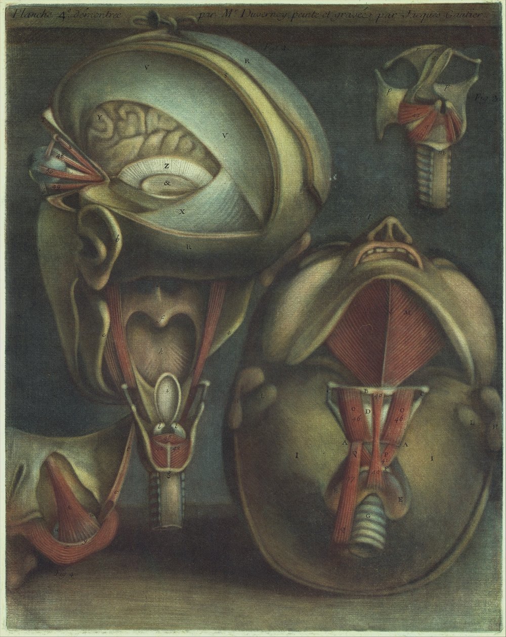 Duas Vistas da Cabeça, 1746. de Jacques Fabien Gautier dAgoty