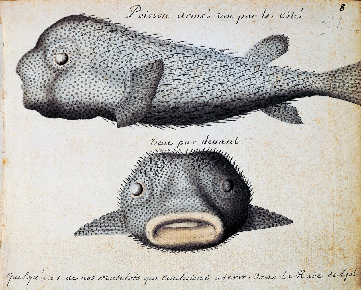 Peixe Blindado, vista frontal e lateral, ilha de São Vicente, Cabo Verde, aguarela do livro de bordo de Jacques Gouin de Beauchesne (1652-1730), capitão da Compagnie royale de la Mer du Sud, de 1698 a 1701, França de Jacques Gouin de Beauchesne