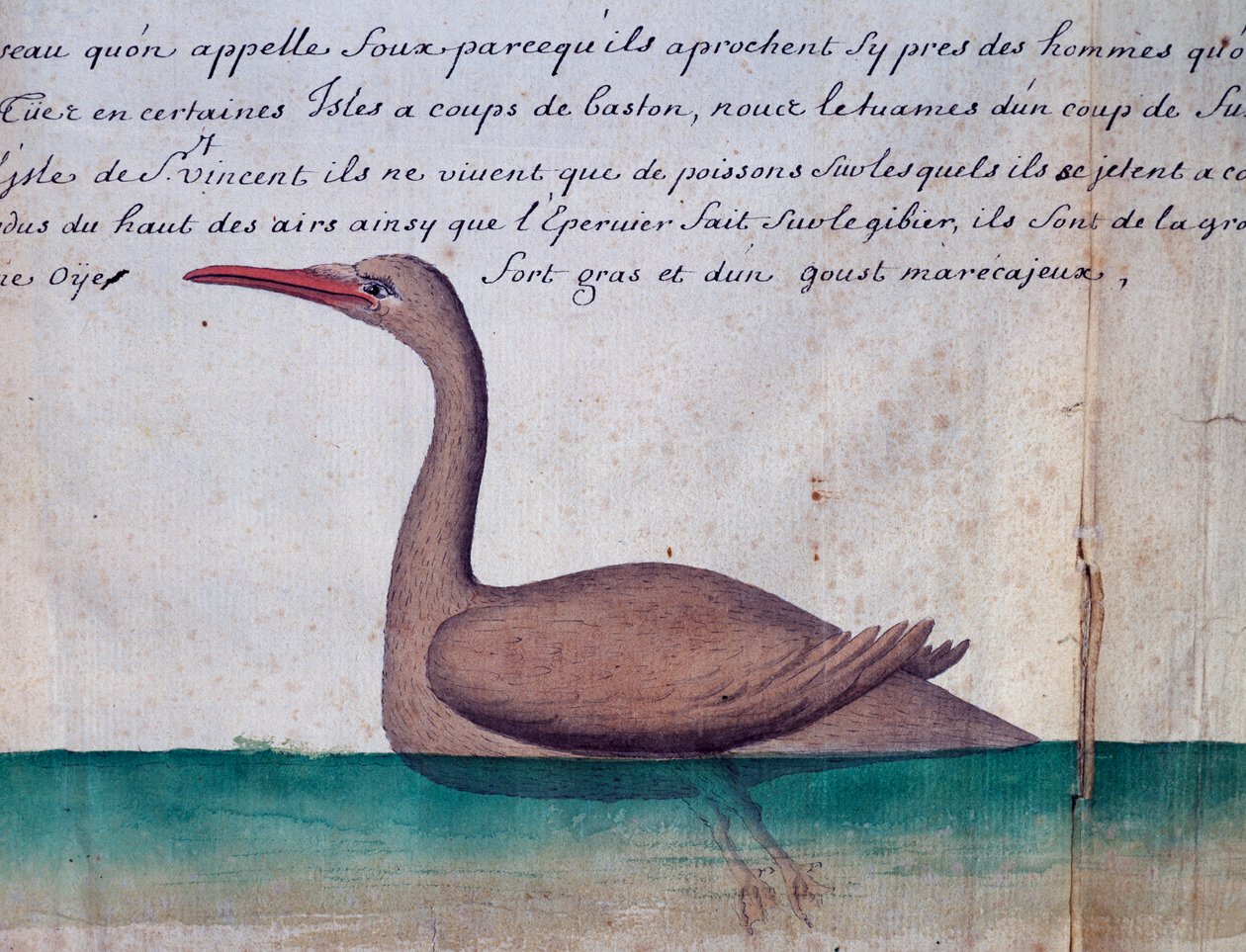 Pássaro chamado Foux (Booby), ilha de São Vicente, Cabo Verde, aquarela do diário de bordo de Jacques Gouin de Beauchesne (1652-1730), capitão da Compagnie royale de la Mer du Sud, de 1698 a 1701, França de Jacques Gouin de Beauchesne