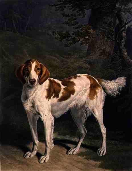 Dash, gravado por Charles Turner (1773-1857), pub. por R. Ackermann Jnr. (gravura mezzotint) de Jacques Laurent (after) Agasse