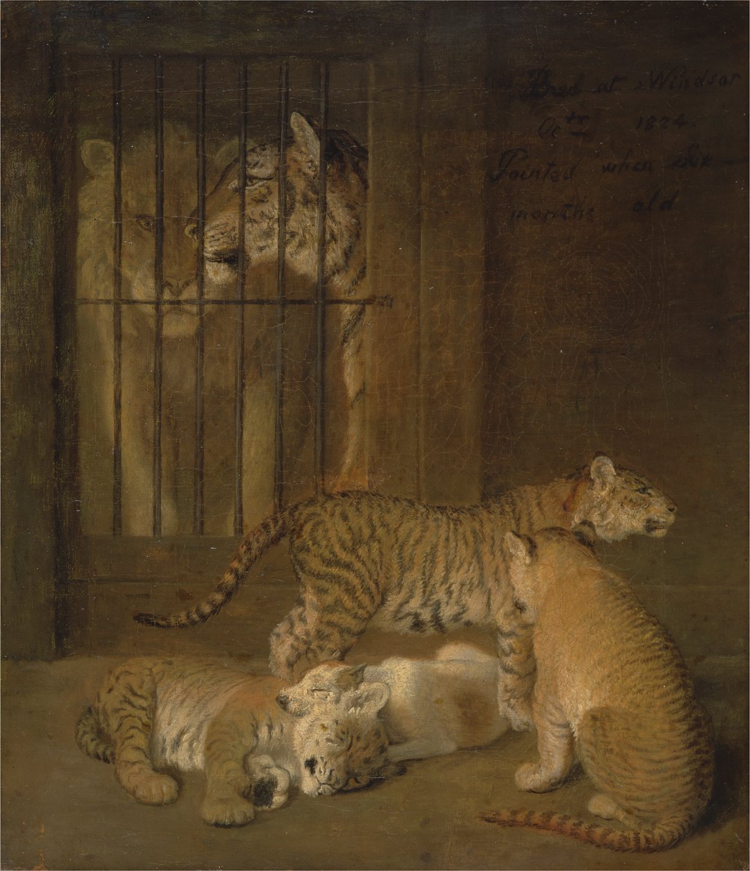Grupo de Whelps Criados entre um Leão e uma Tigresa de Jacques Laurent Agasse