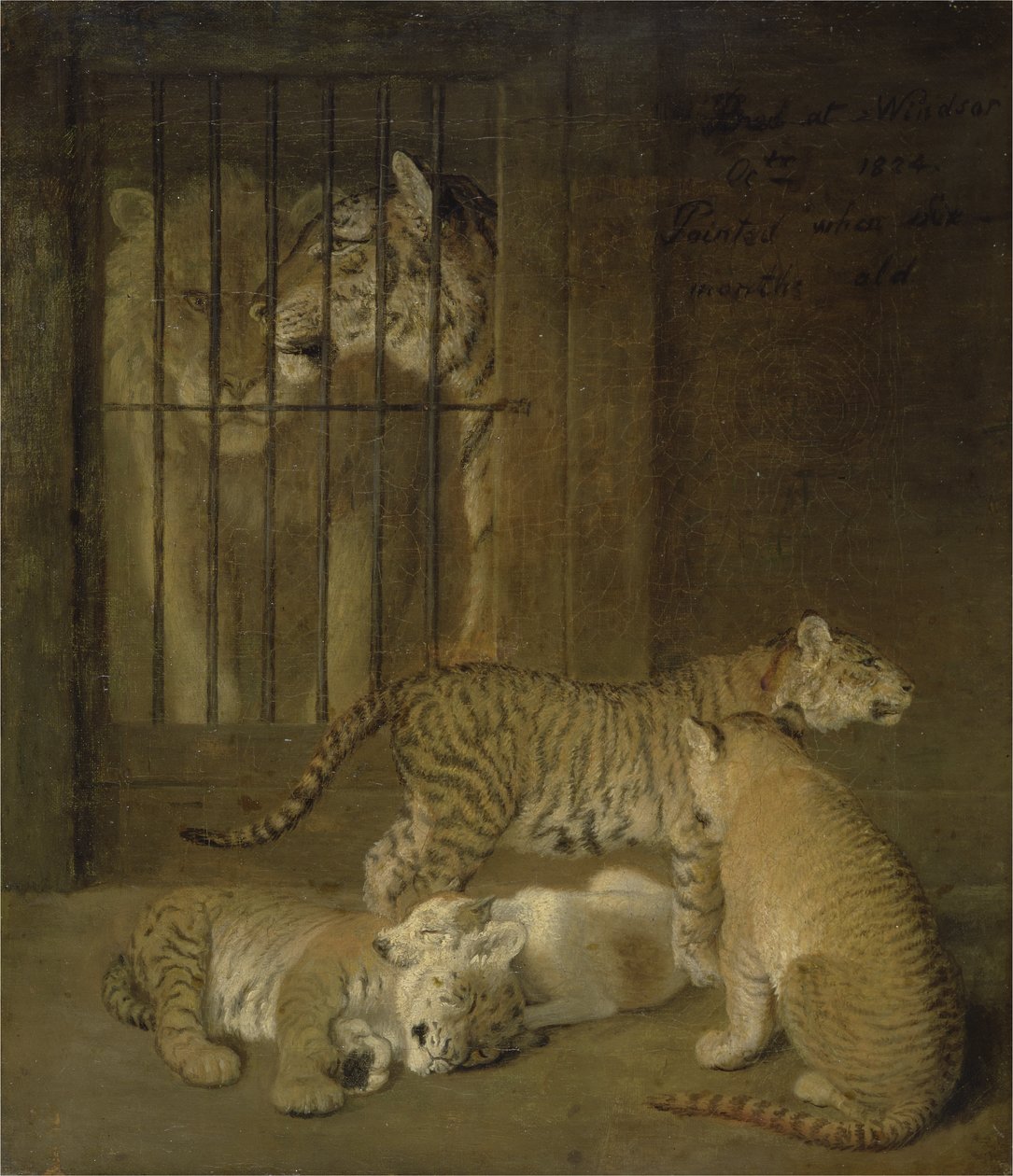 Grupo de filhotes criados entre um leão e uma tigresa de Jacques Laurent Agasse