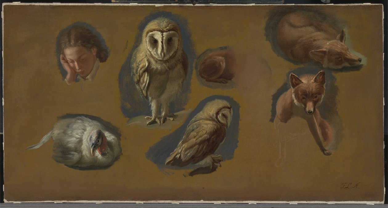 Estudos de uma Raposa, uma Coruja de Celeiro, uma Peahen e uma Cabeça de Jovem Homem de Jacques Laurent Agasse