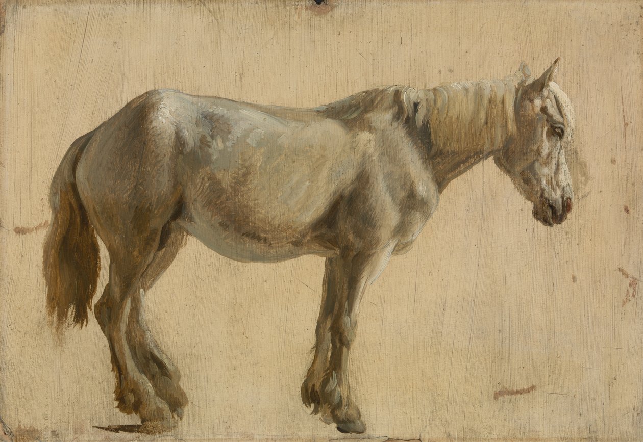 Estudo de um cavalo cinzento (óleo sobre papel) de Jacques Laurent Agasse