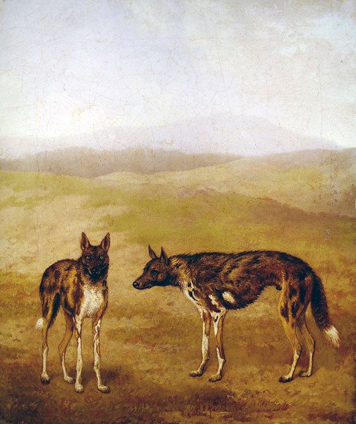 Dois Cães de Caça Africanos (óleo sobre tela) de Jacques Laurent Agasse