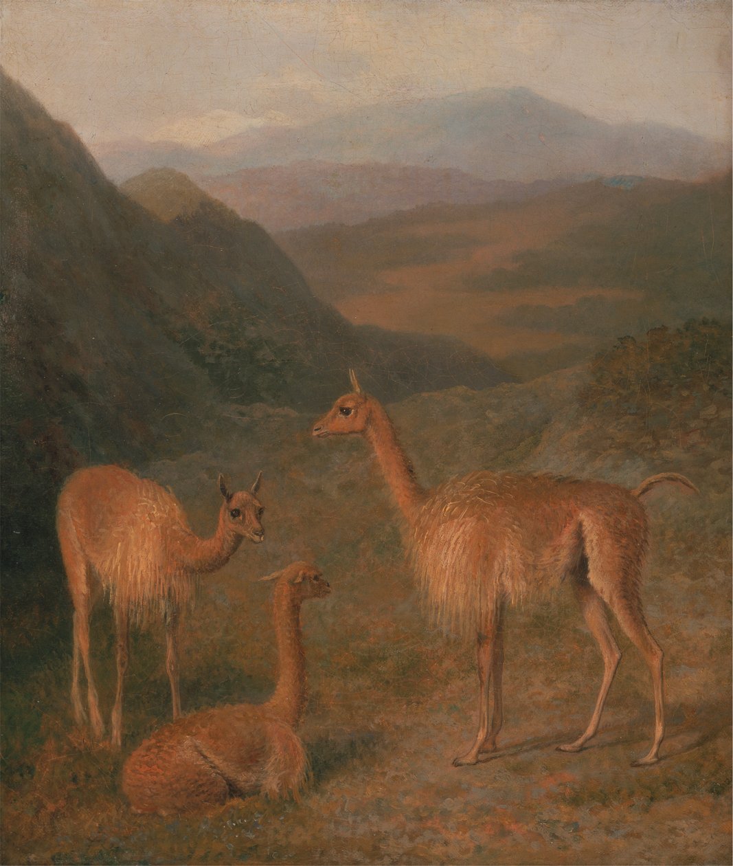 Vicunas de Jacques Laurent Agasse