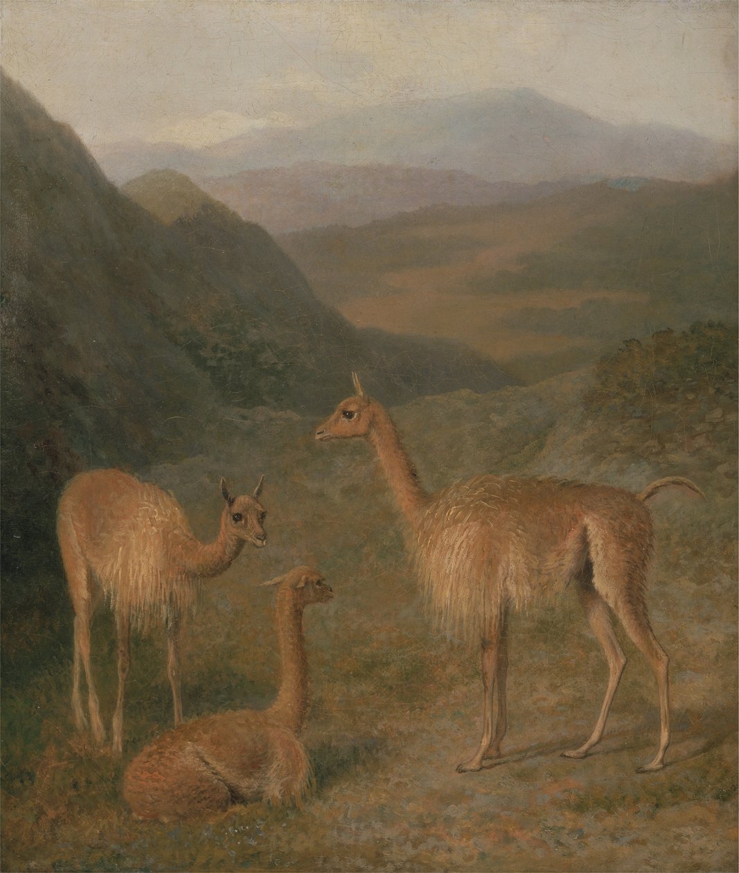 Vicunhas de Jacques Laurent Agasse