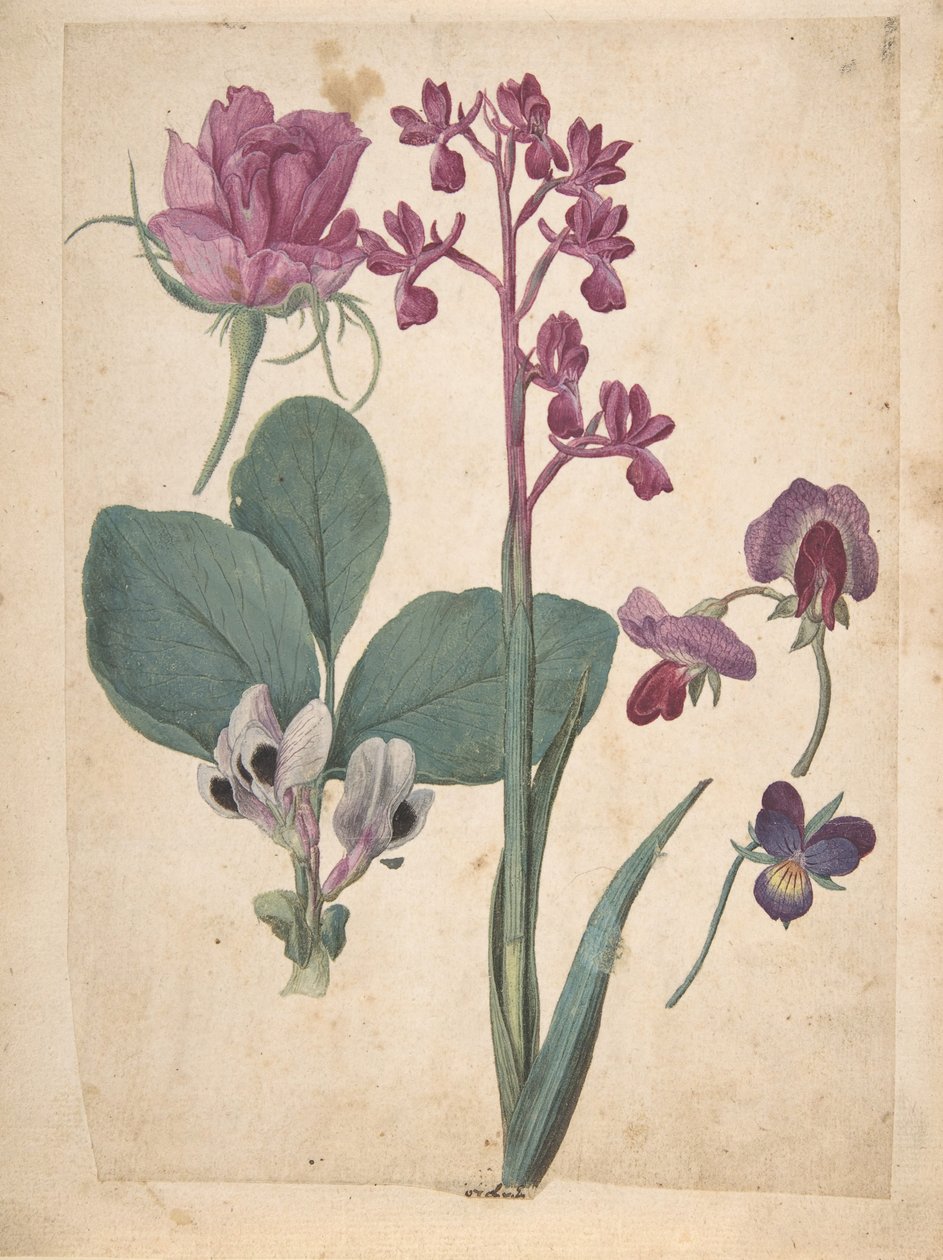 Uma folha de estudos de flores: uma rosa, um coração, uma ervilha-de-cheiro, uma ervilha de jardim..., século XVI. de Jacques Le Moyne