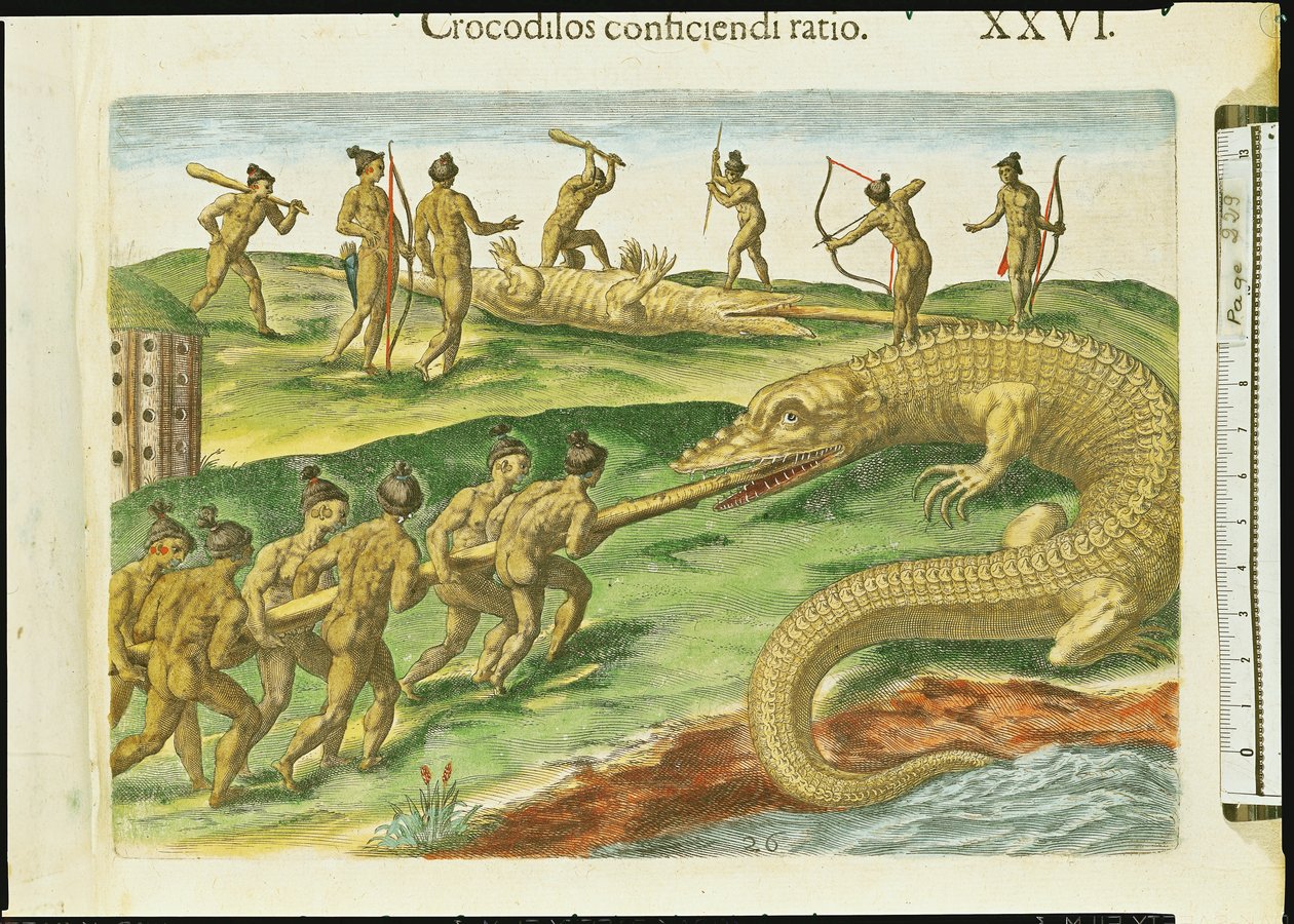 Crocodilos de caça, de &39;Brevis Narratio&39;, gravado por Theodore de Bry (1528-98) 1563 (detalhe de 180138) de Jacques Le Moyne