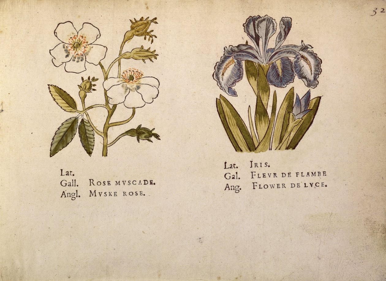Rose e Iris, da Clef des Champs de Jacques Le Moyne