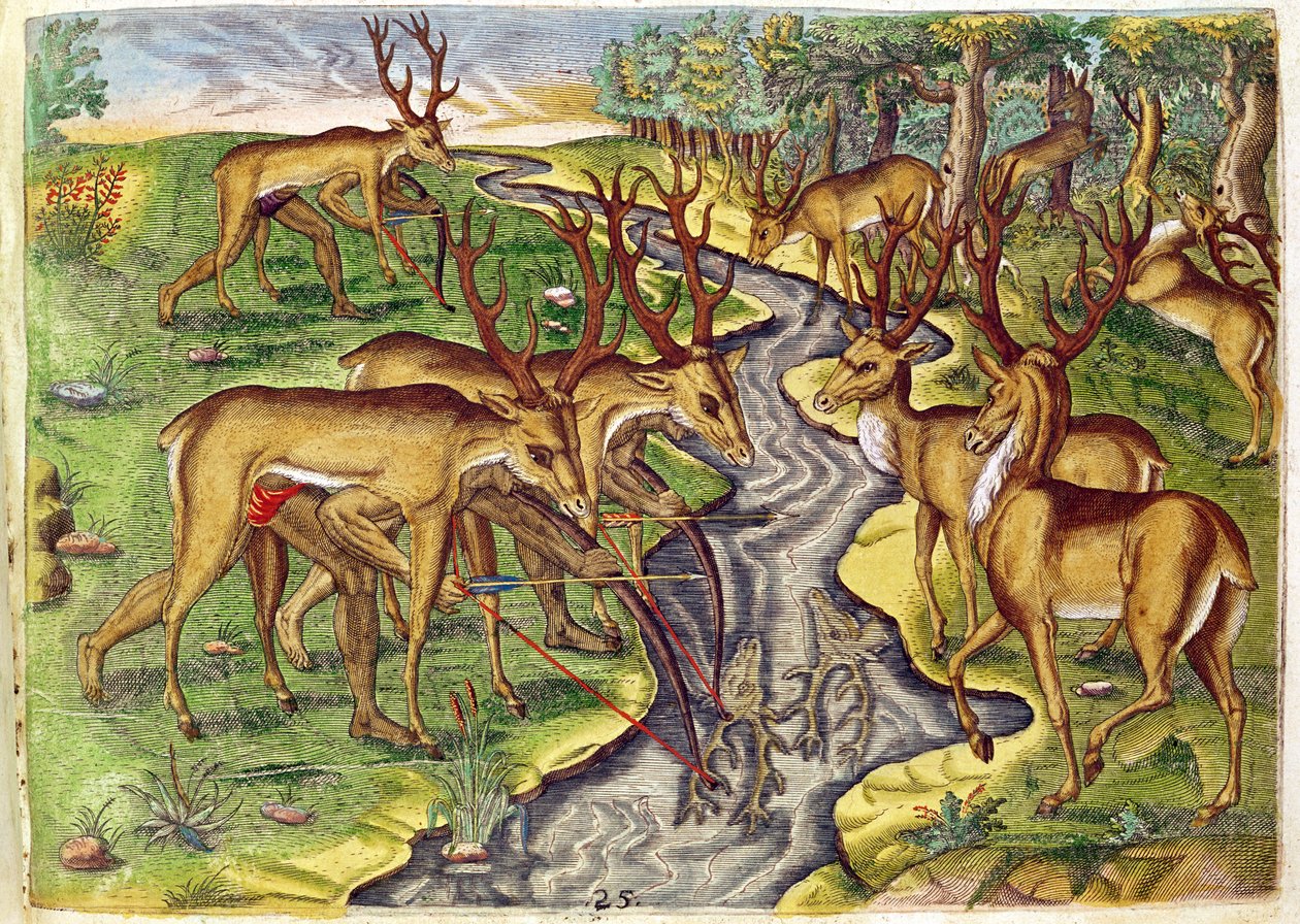 Caça ao Cervo, de &39;Brevis Narratio ...&39;, gravado por Theodore de Bry (1528-98) 1563 de Jacques Le Moyne