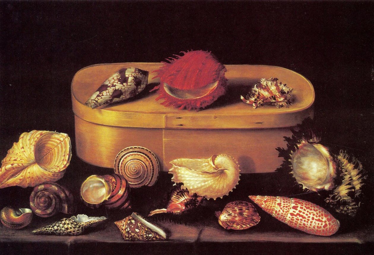 Natureza morta com conchas de Jacques Linard
