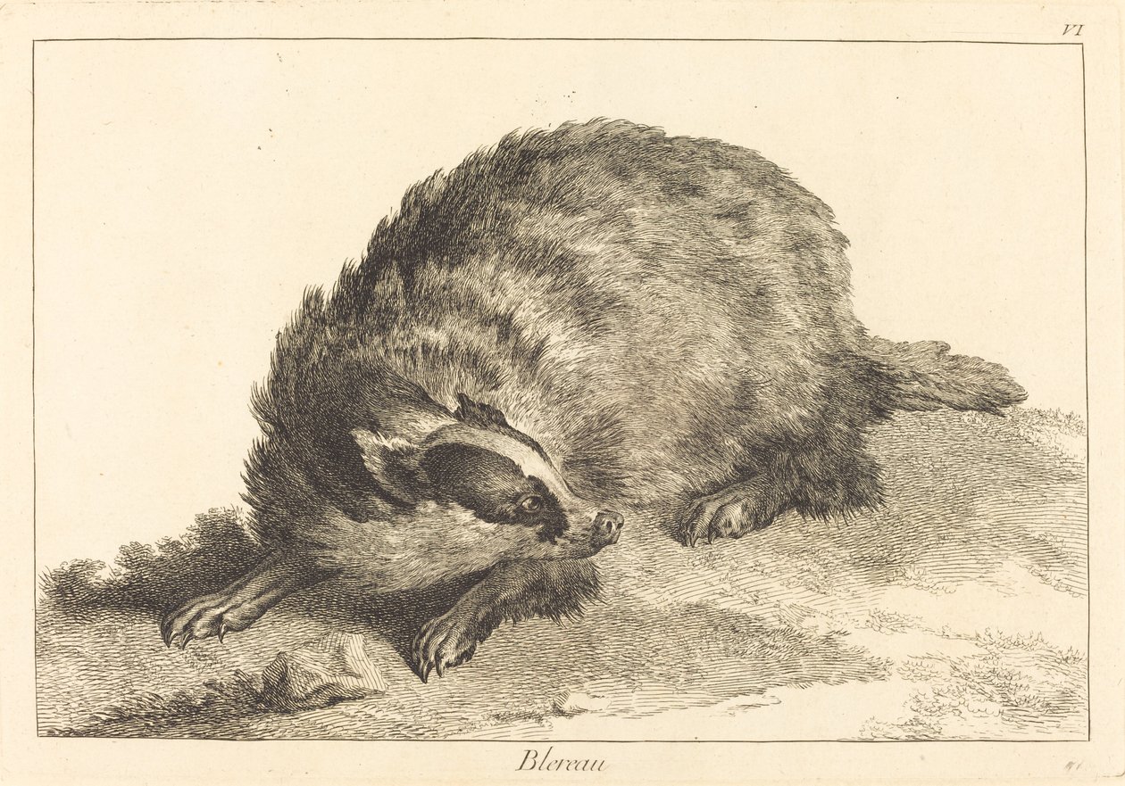 Blereau (Texugo) de Jacques Philippe Le Bas and Jean Eric Rehn after Jean Baptiste Oudry