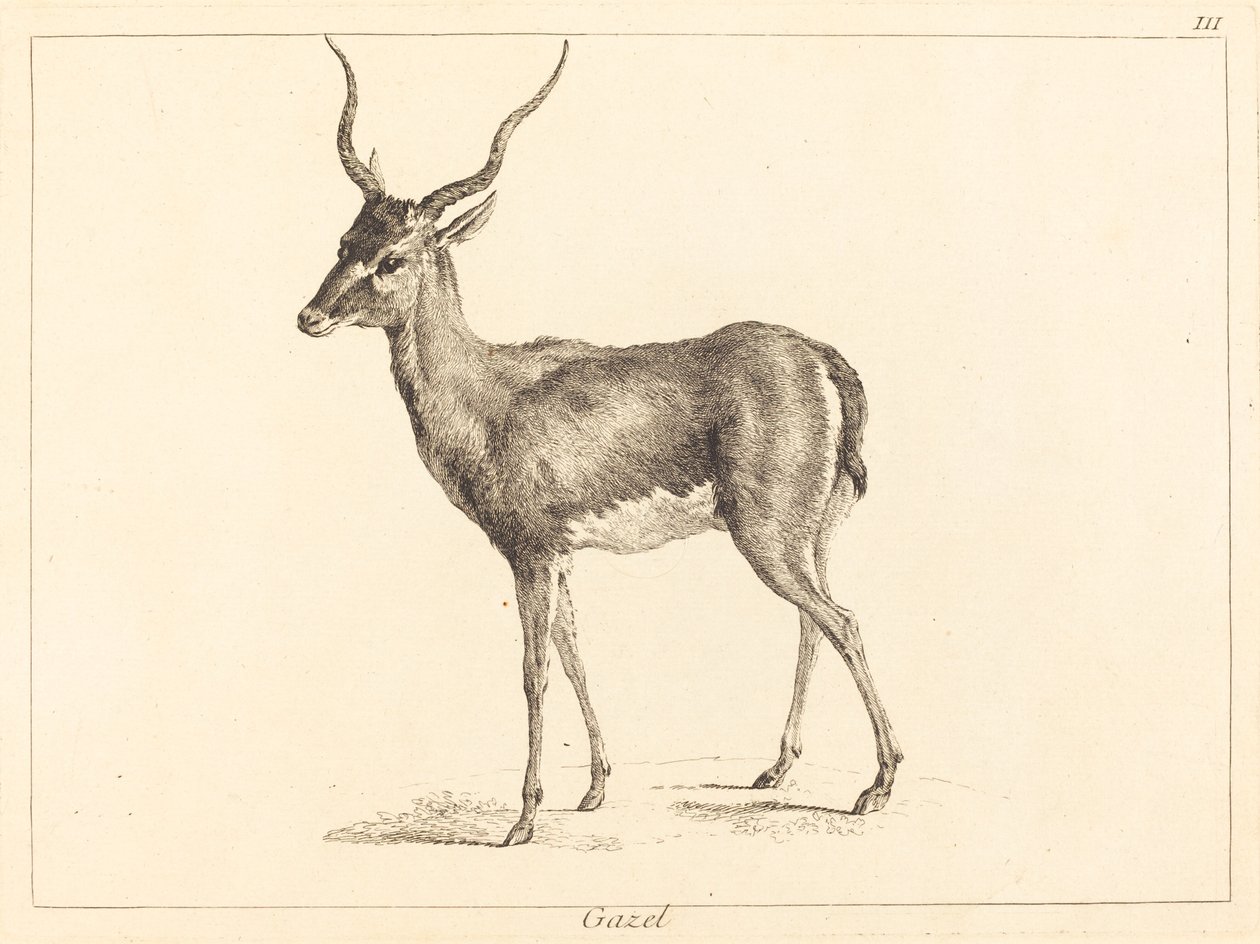 Gazela (Gazela) de Jacques Philippe Le Bas and Jean Eric Rehn after Jean Baptiste Oudry