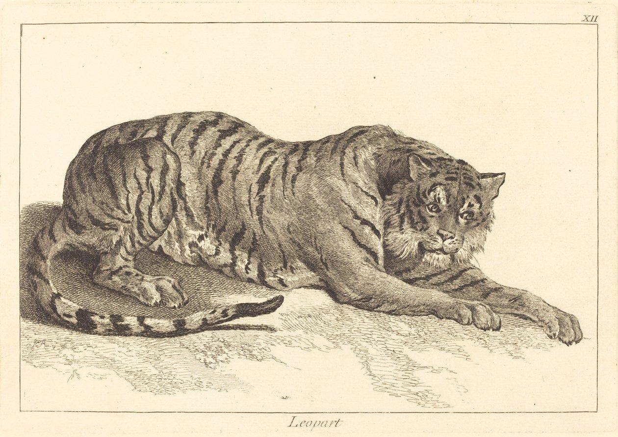 Leopardo (Leopardo ou Tigre) de Jacques Philippe Le Bas and Jean Eric Rehn after Jean Baptiste Oudry
