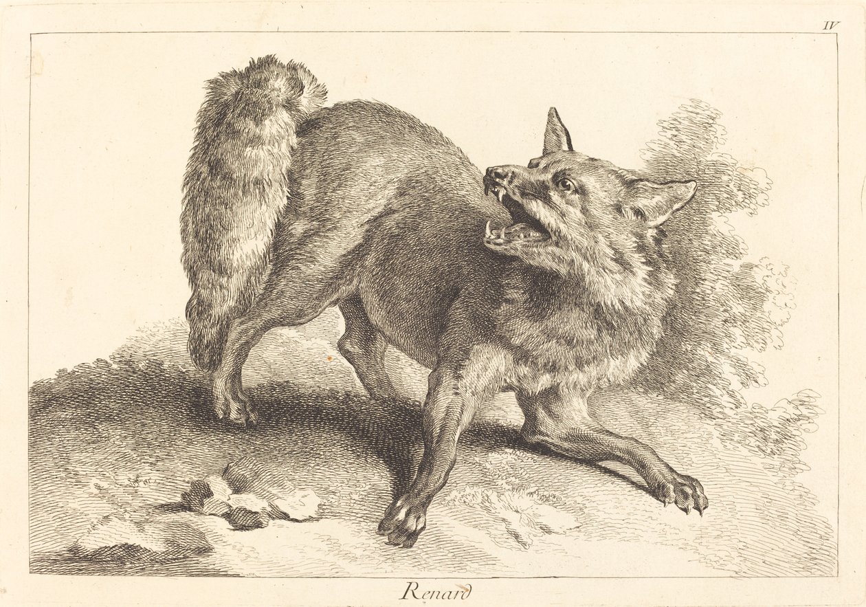 Renard (Raposa) de Jacques Philippe Le Bas and Jean Eric Rehn after Jean Baptiste Oudry