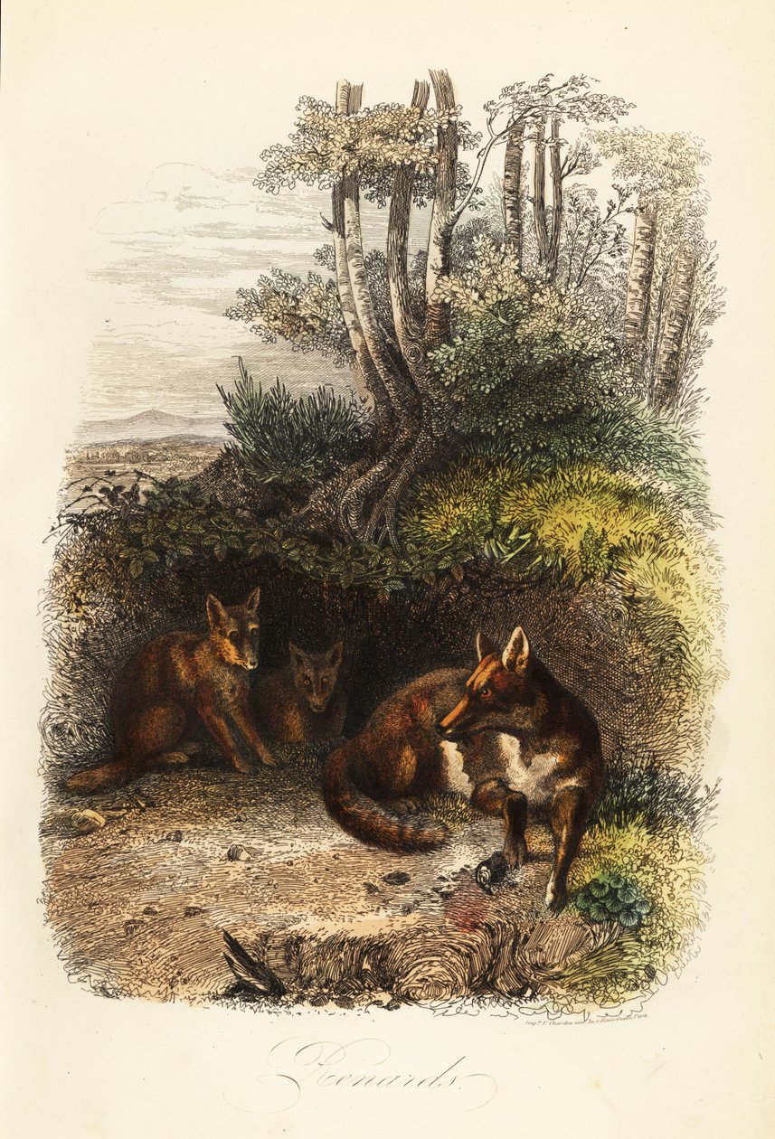 Família de raposas vermelhas, Vulpes vulpes, fora de uma toca de Jacques Raymond (after) Brascassat