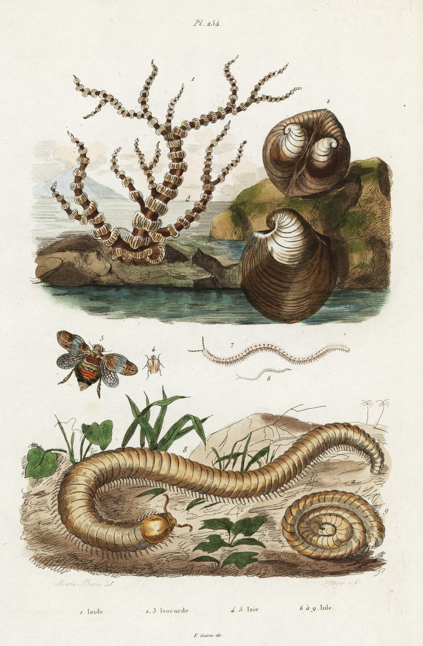 Coral bambu, molusco coração de boi e cigarrinhas. de Jacques Reyne Isidore Acarie Baron