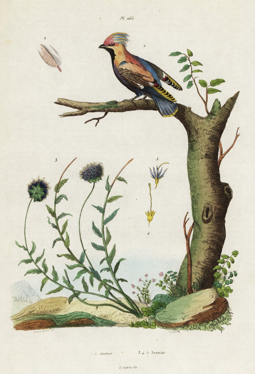 Bohemian waxwing e bocado de ovelha. de Jacques Reyne Isidore Acarie Baron