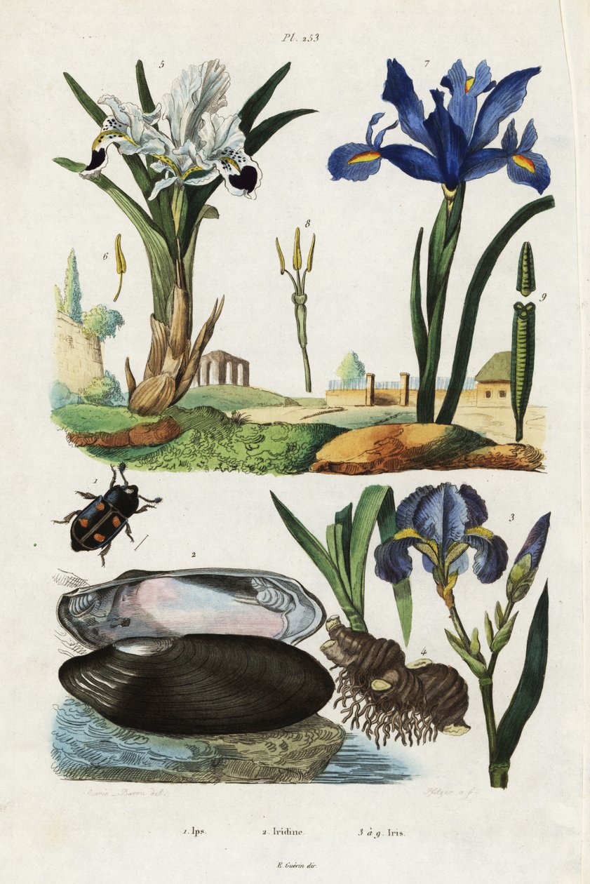 Íris, mexilhão e besouro. de Jacques Reyne Isidore Acarie Baron