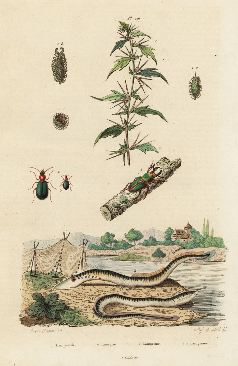 Lampreia e besouros do mar. de Jacques Reyne Isidore Acarie Baron