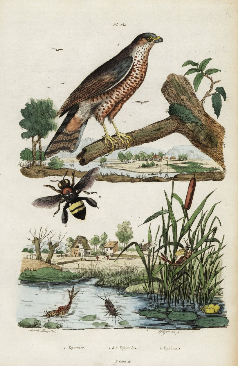 Sparrowhawk, mayfly e bee.,1834-1839 (gravura) de Jacques Reyne Isidore Acarie Baron