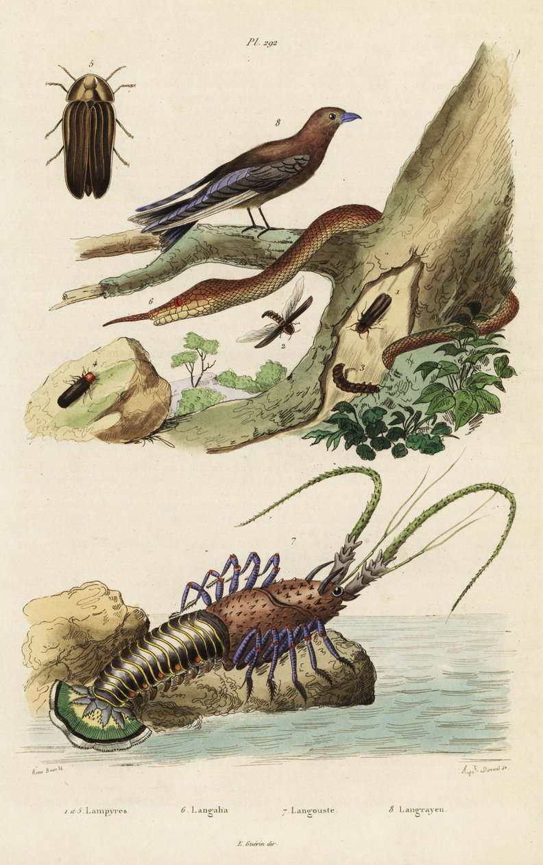 Lagosta, andorinha, vaga-lume e cobra-nariz-de-folha. de Jacques Reyne Isidore Acarie Baron