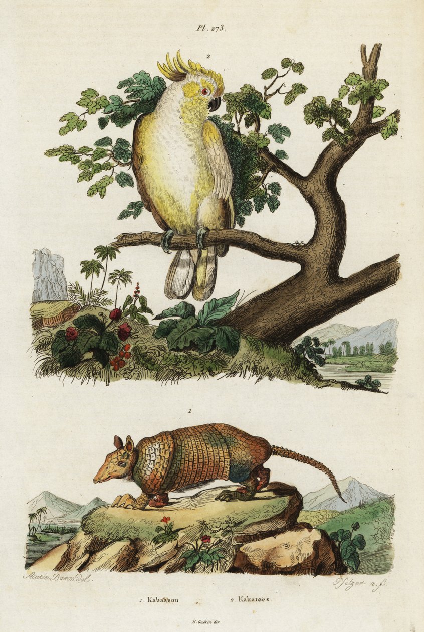 Cacatua de crista amarela e tatu. de Jacques Reyne Isidore Acarie Baron