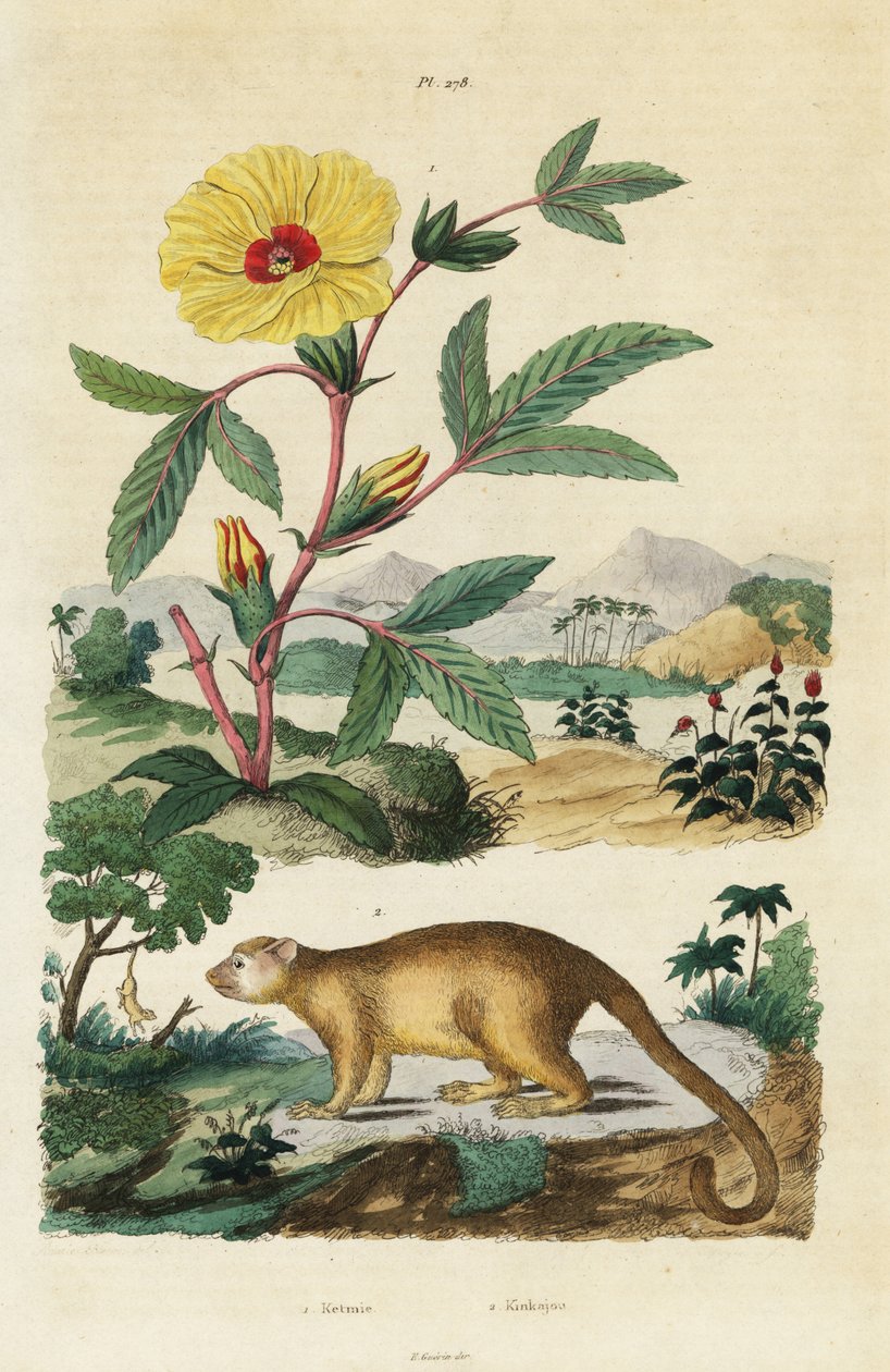 Kinkajou e Roselle. de Jacques Reyne Isidore Acarie Baron