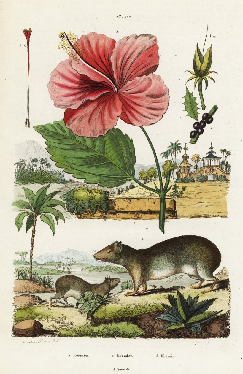 Preá de rocha e hibisco chinês. de Jacques Reyne Isidore Acarie Baron