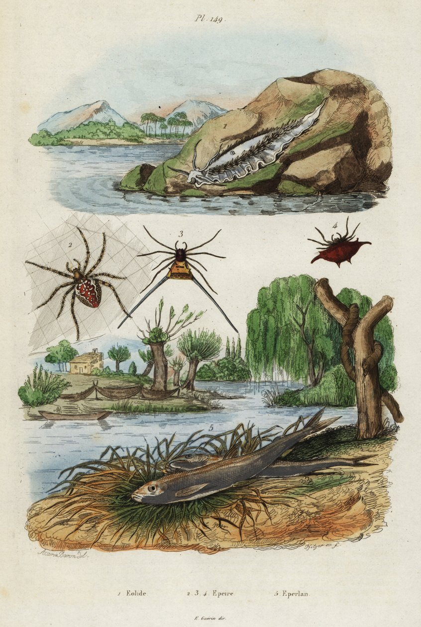 Lesma do mar, aranha de jardim e cheiro europeu, 1834-1839 (gravura) de Jacques Reyne Isidore Acarie Baron