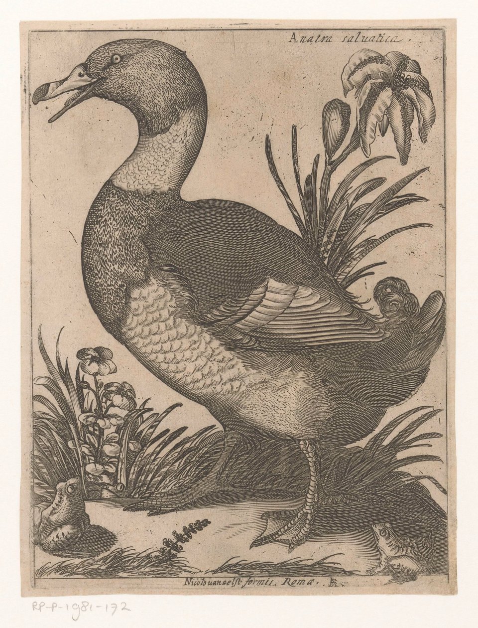 Eend
Anatra Saluatica (título sobre o objecto)
Negen vogels (título da série) de Jacques de Fornazeris
