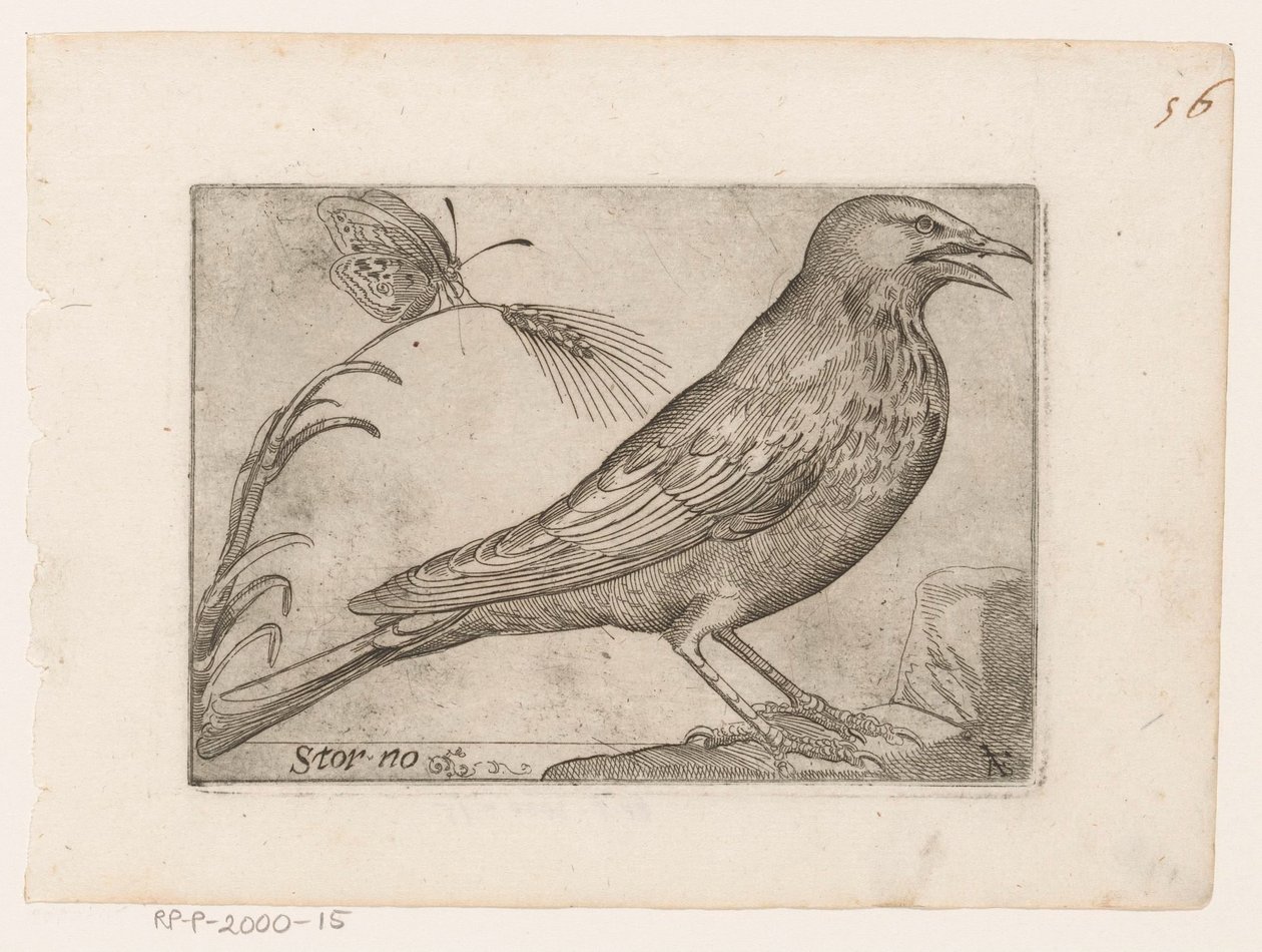 Estorninho (Sturnus vulgaris) Storno (título no objeto) Aves (título da série) de Jacques de Fornazeris