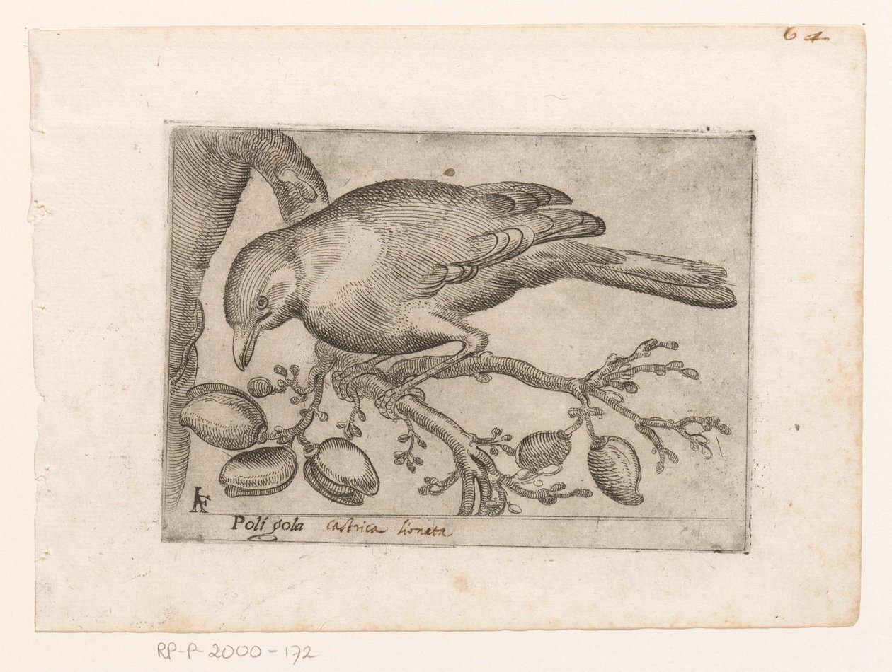 Vogel Poli gola (título no objeto) Vogels (título da série) de Jacques de Fornazeris