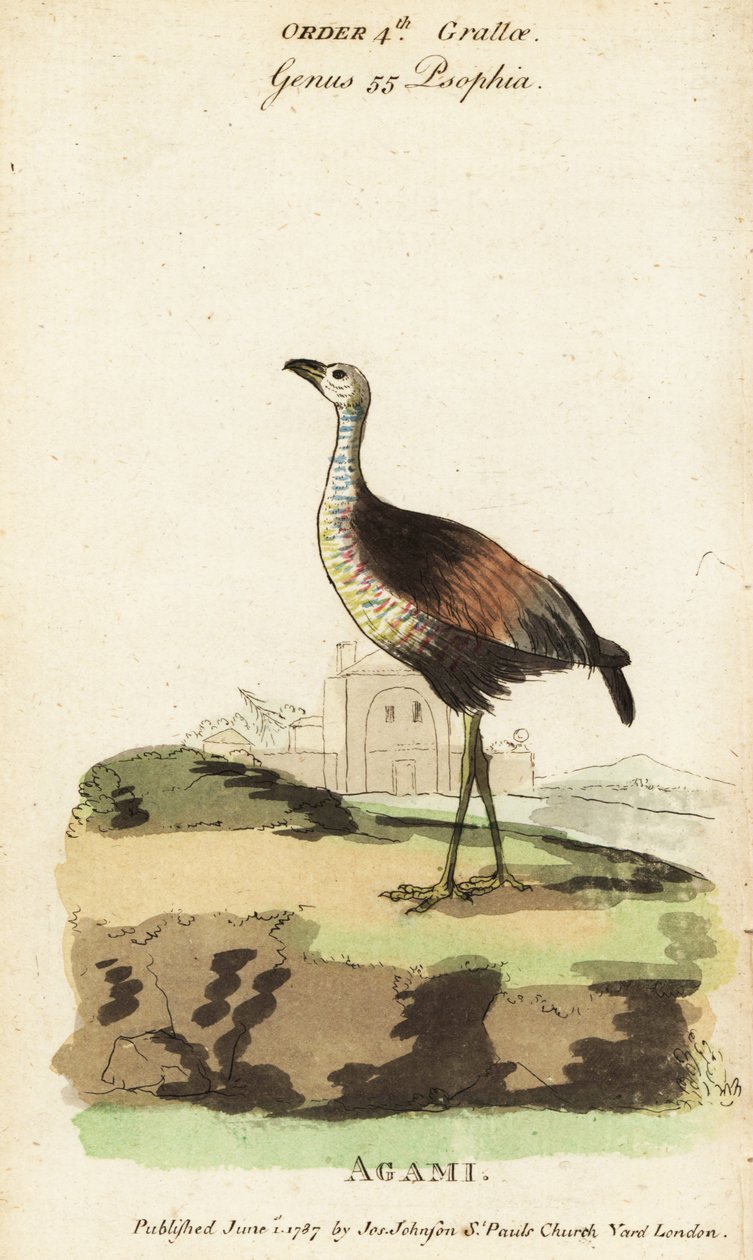 Agami heron, Agamia agami de Jacques de Seve