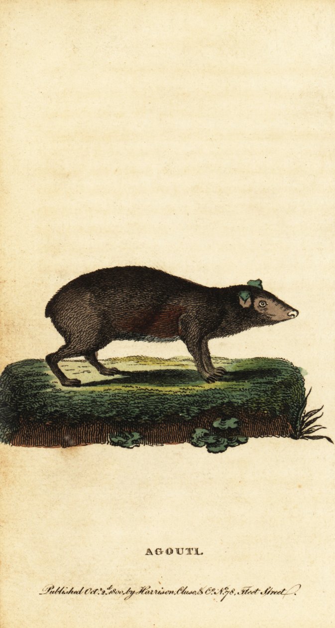 Agouti, espécie Dasyprocta. ,1800 (gravura) de Jacques de Seve