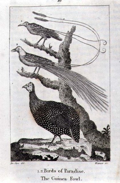 Aves do Paraíso e uma Ave da Guiné, de 