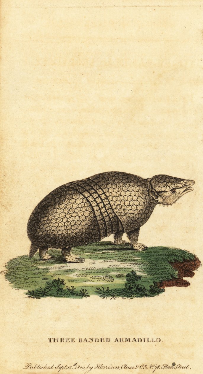 Tatu brasileiro de três bandas, Tolypeutes tricinctus,1800 (gravura) de Jacques de Seve