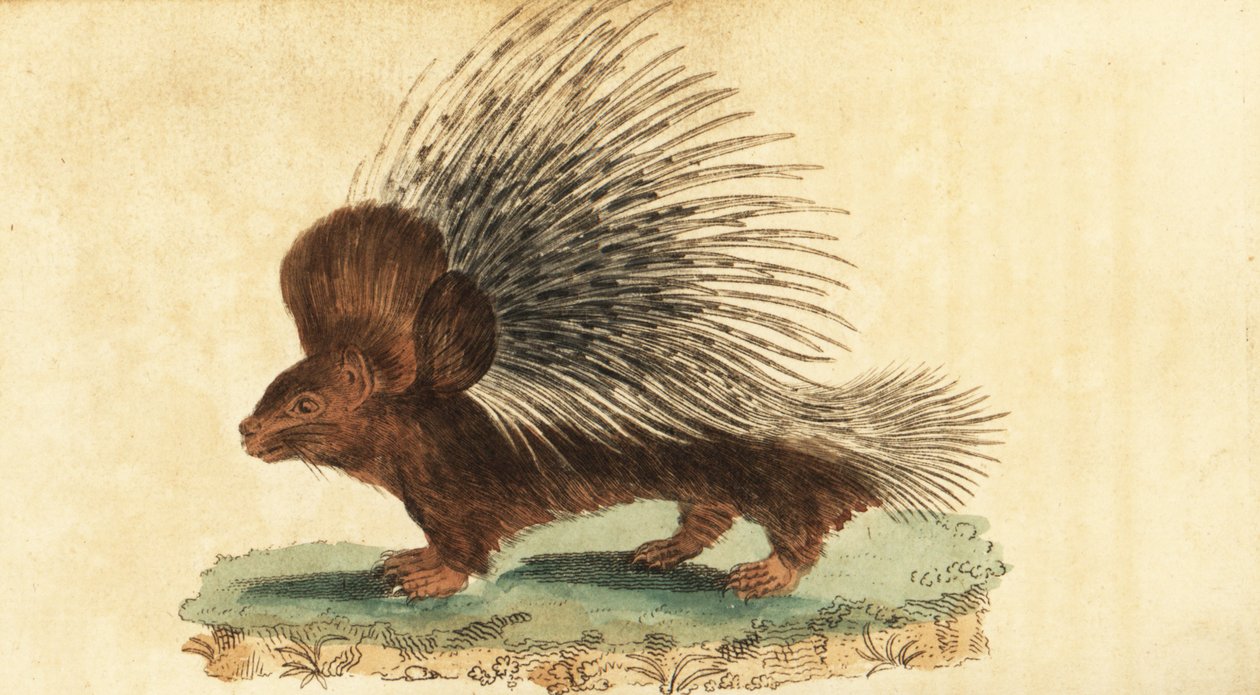 Porco-espinho com crista, Hystrix cristata., 1800 (gravura) de Jacques de Seve