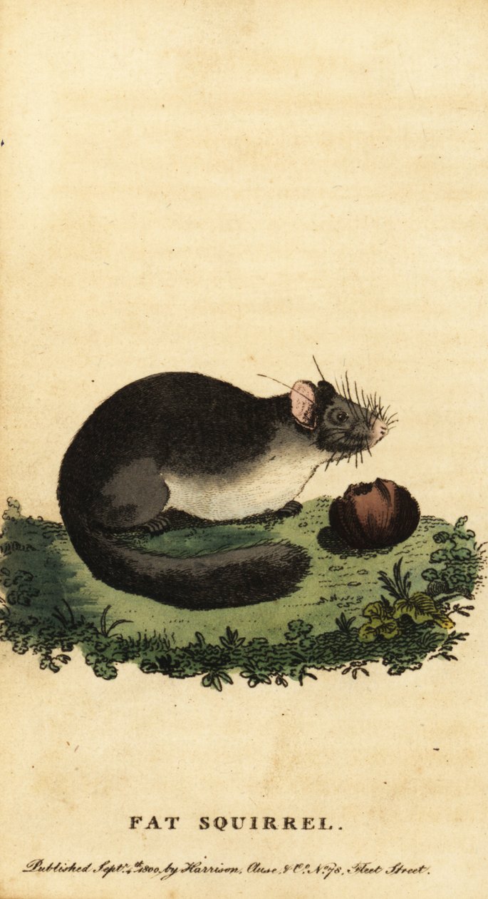 Arganaz comestível ou arganaz gordo, Glis glis.,1800 (gravura) de Jacques de Seve