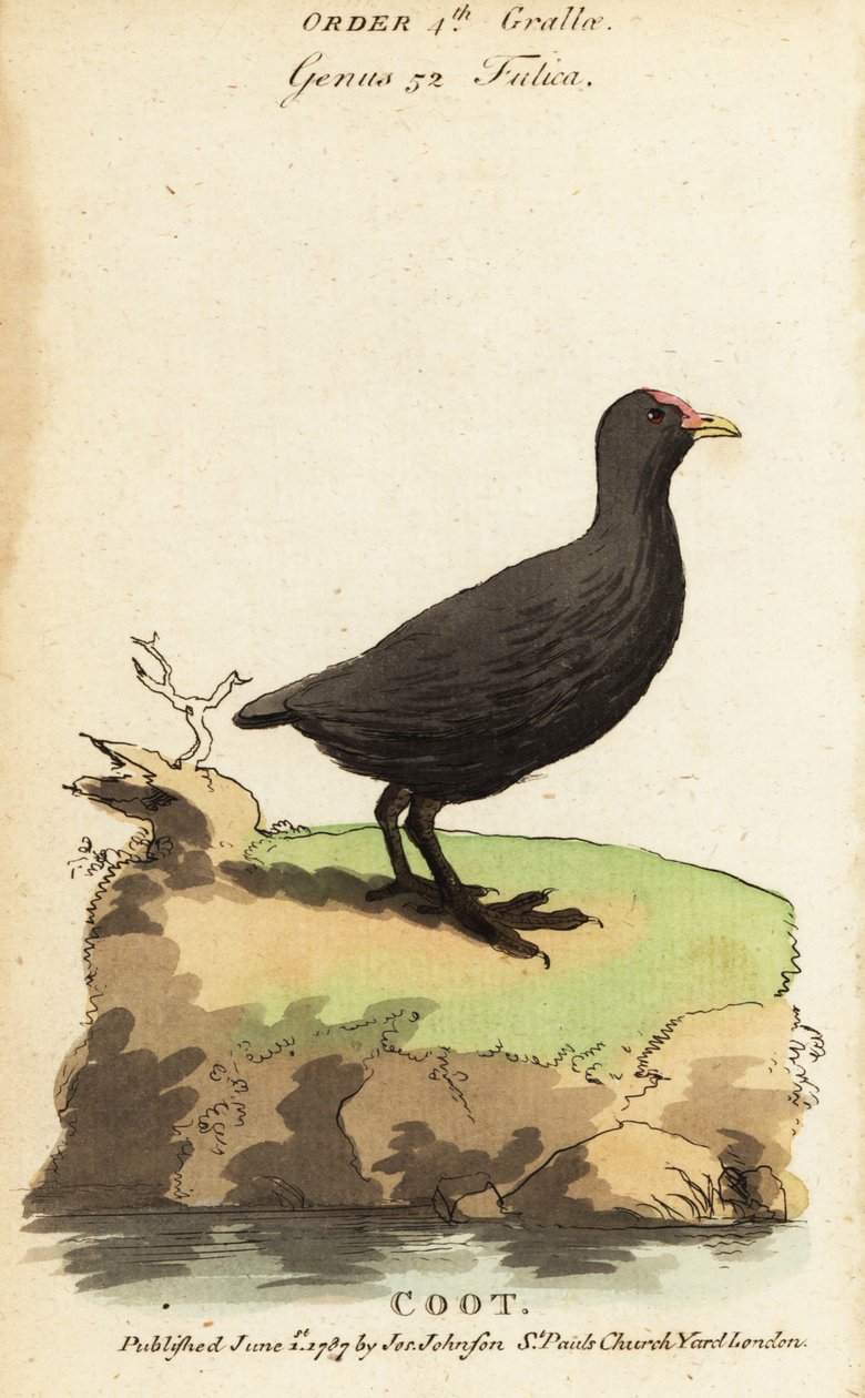 Galeirão da Eurásia, Fulica atra de Jacques de Seve