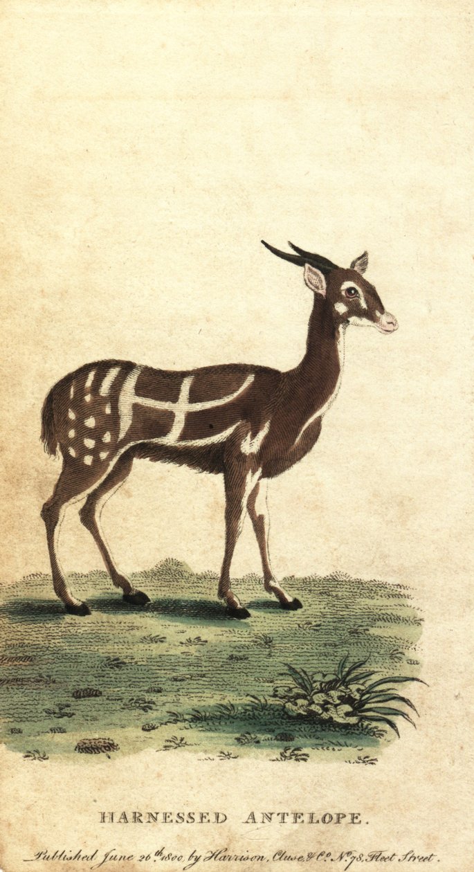 Bushbuck ou kewel, Tragelaphus scriptus,1800 (gravura) de Jacques de Seve