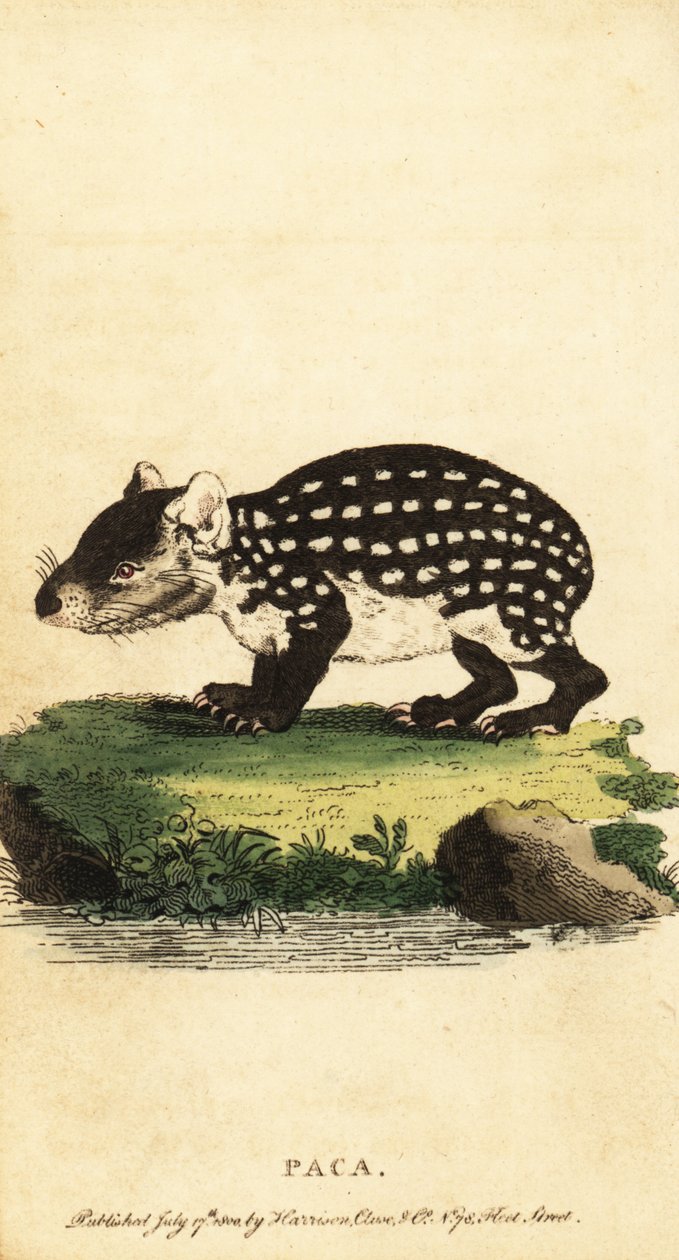 Paca da planície ou paca manchada, Cuniculus paca.,1800 (gravura) de Jacques de Seve