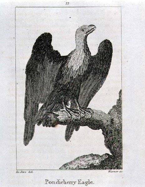 Pondicherry Eagle, de "History of the Earth and Animated Nature", de Oliver Goldsmith, publicado em Londres de Jacques de Seve