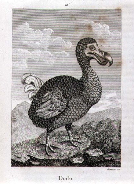 O Dodo, de 