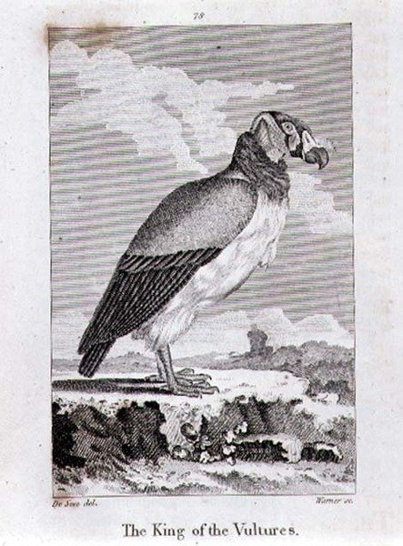 The King of The Vultures, de 