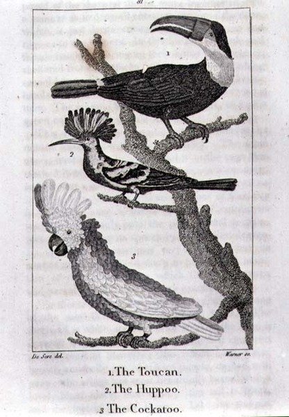 The Toucan, The Huppoo and The Cockatoo, de 