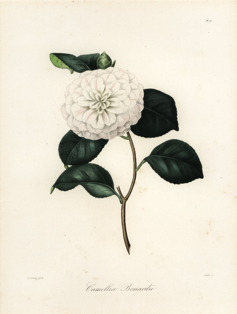 Camellia japonica variedade, Camellia bonardii ou Camellia bonnardii de Jakob (after) Jung