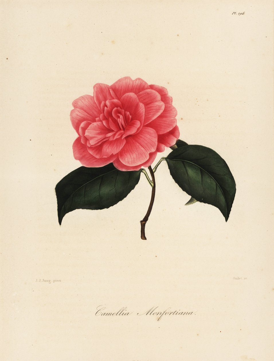 Variedade Camellia japonica, Camellia monfortiana de Jakob (after) Jung