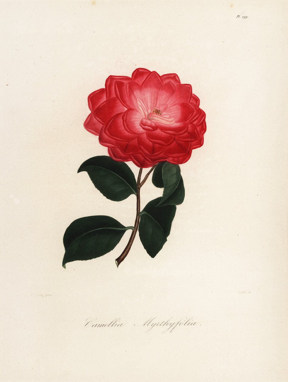 Variedade Camellia japonica, Camellia myrthyfolia de Jakob (after) Jung